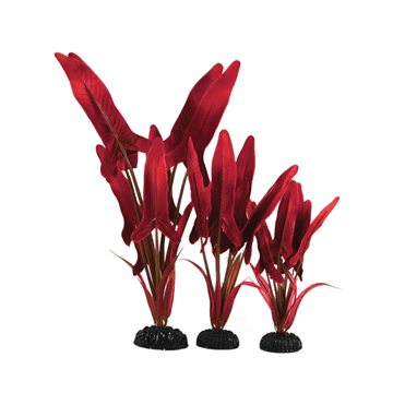 Amazon Palaefolius Red Silk Plant 13cm-50cm
