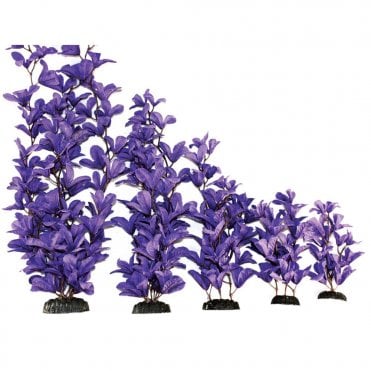 Bleheri Purple Silk Plant 13cm-50cm