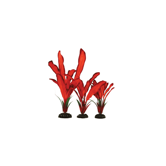 Hugo Kamishi Bleheri Red Silk Plant 13cm-50cm