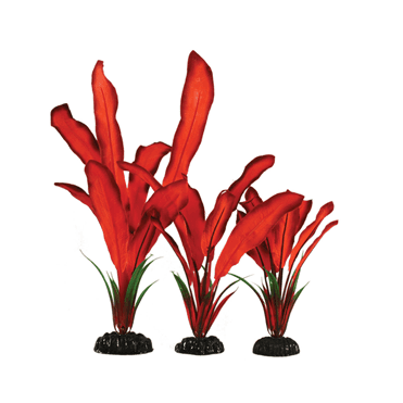 Bleheri Red Silk Plant 13cm-50cm