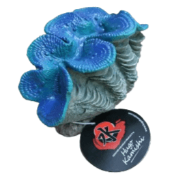 Clam Medium