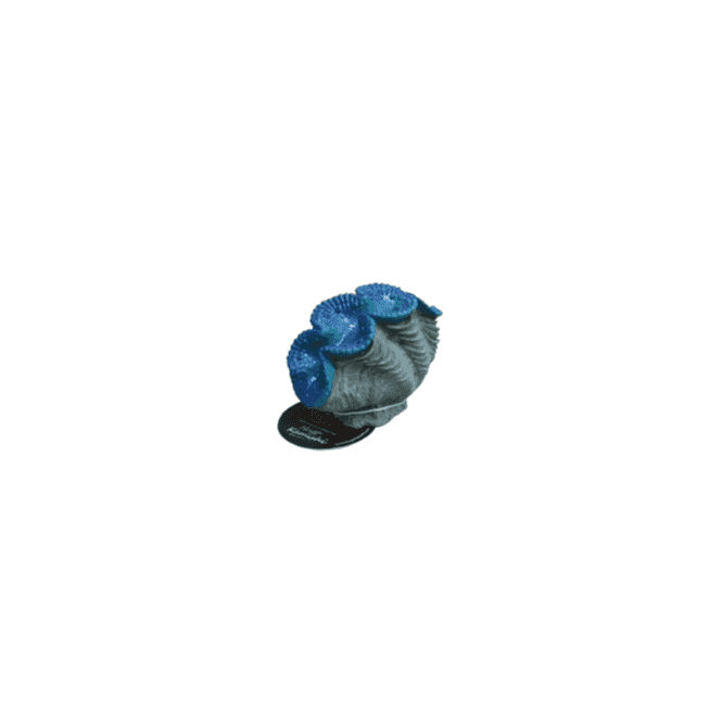 Hugo Kamishi Clam Small