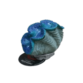 Clam Small