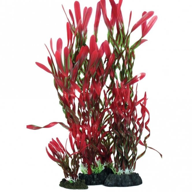 Hugo Kamishi Corkscrew Vallisneria Red /Green13cm-40cm