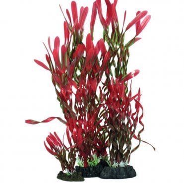 Corkscrew Vallisneria Red /Green13cm-40cm
