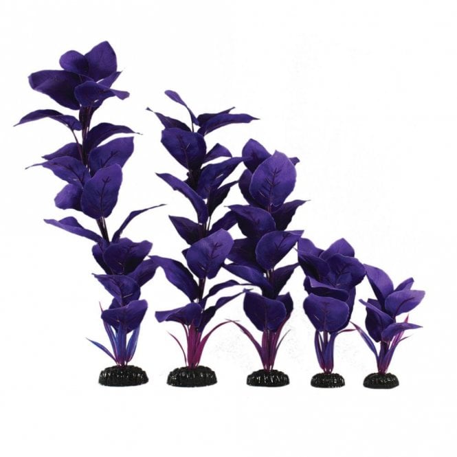 Hugo Kamishi Corymbosa Purple Silk Plant 13cm-40cm