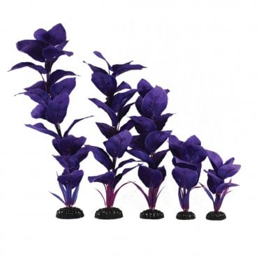 Corymbosa Purple Silk Plant 13cm-40cm