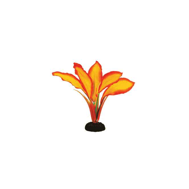 Hugo Kamishi Corymbosa Sunset Silk Plant 13cm-50cm