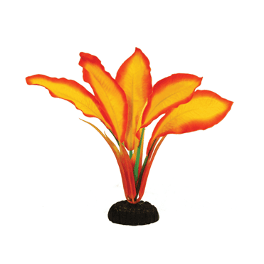 Corymbosa Sunset Silk Plant 13cm-50cm