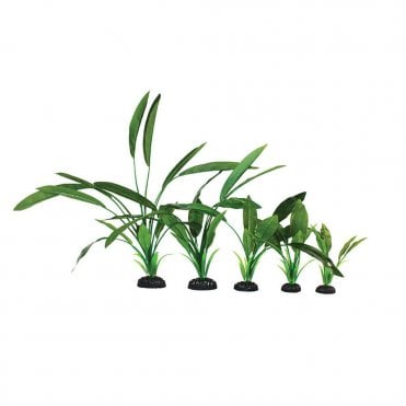 Cryptocorne Green Silk Plant 13cm-50cm