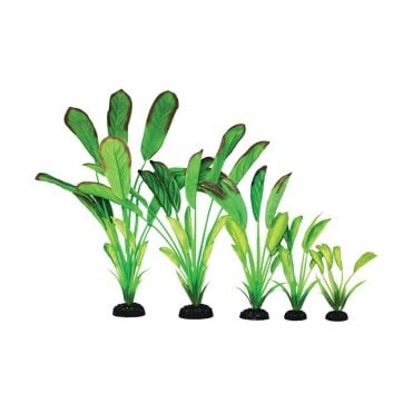 Cryptocorne Lt Green Silk Plant 13cm-40cm