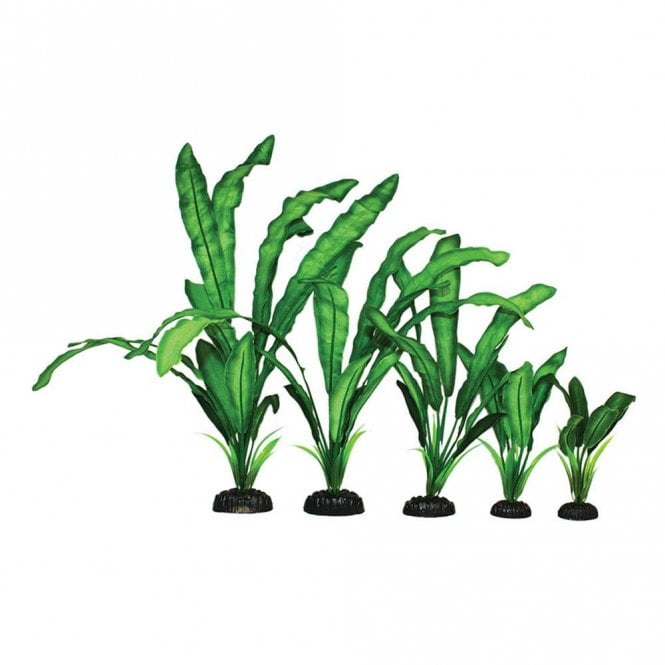 Hugo Kamishi Echinodorus Green Silk Plant 13cm-40cm