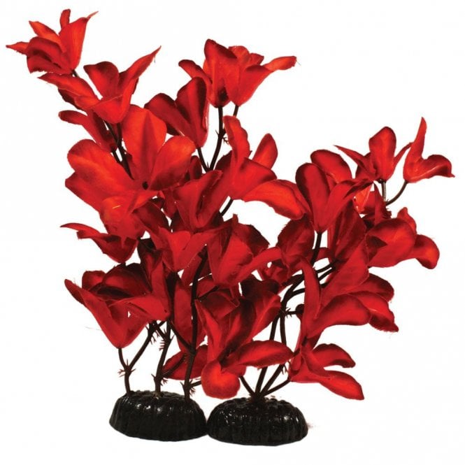 Hugo Kamishi Glandulosa Red Silk Plant 13cm-50cm