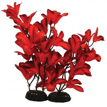 Glandulosa Red Silk Plant 13cm-50cm