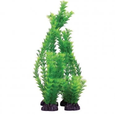 Hornwort Green 13cm-40cm