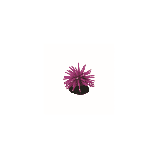 Hugo Kamishi Hugo Anenome Purple 5X5x3