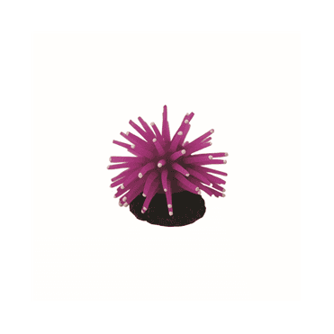 Hugo Anenome Purple 5X5x3