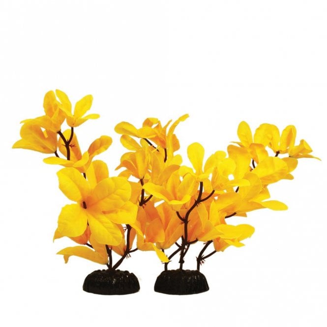 Hugo Kamishi Hygrophilia Yellow Silk Plant 13cm-50cm