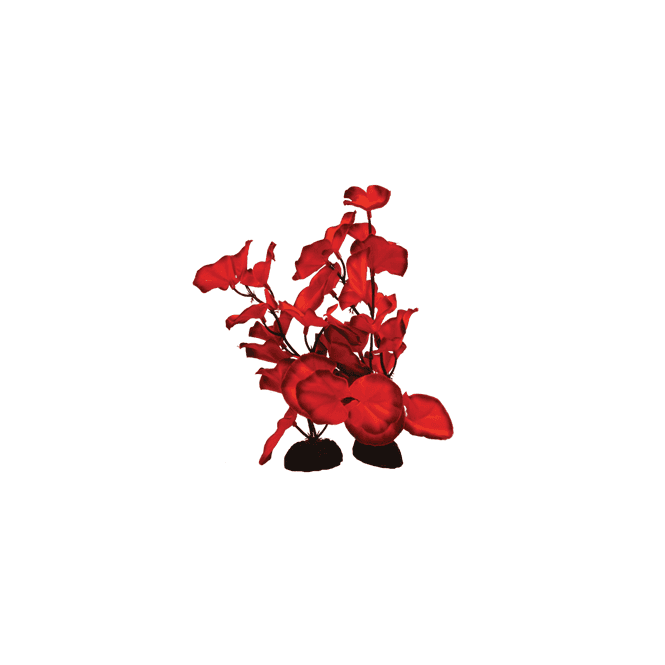 Hugo Kamishi Lily Red Silk Plant 13cm-50cm