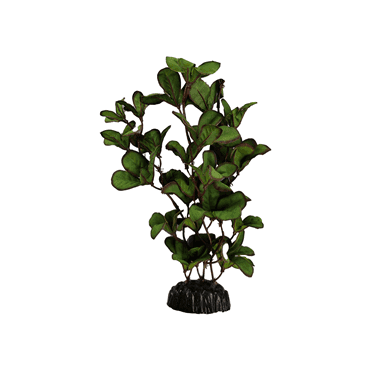 Ludwigia Green Silk Plant 13cm-50cm