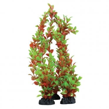 Ludwigia Red/Green 13cm-40cm