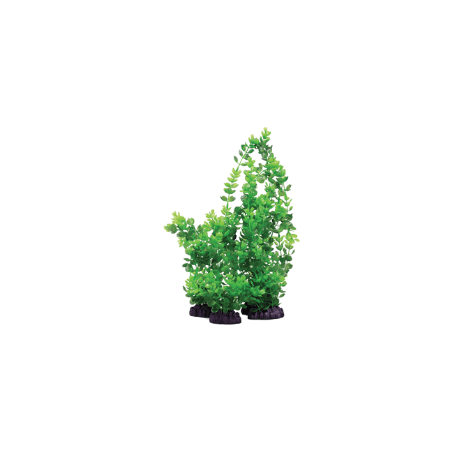 Hugo Kamishi Rotala Indica Green 13cm-40cm