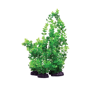 Rotala Indica Green 13cm-40cm