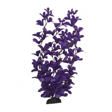 Rotala Purple Silk Plant 13cm-40cm