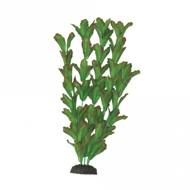 Hugo Kamishi Rotundifolia 13cm-50cm