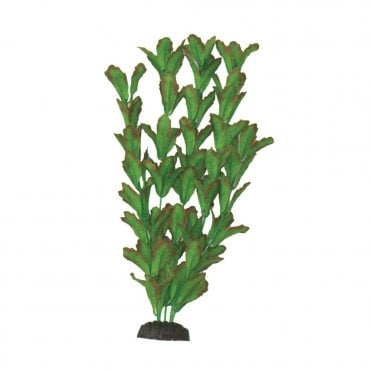 Rotundifolia 13cm-50cm