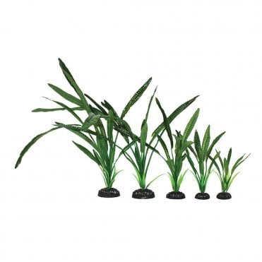 Saggitaria Green Silk Plant 13cm-40cm