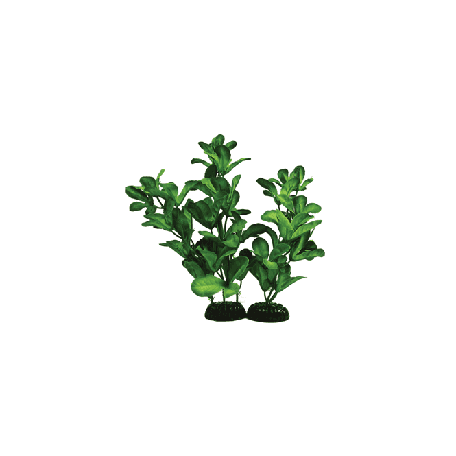 Hugo Kamishi Shinnerisa Green Silk Plant 13cm-40cm