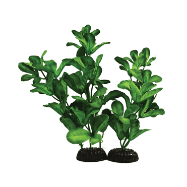 Shinnerisa Green Silk Plant 13cm-40cm