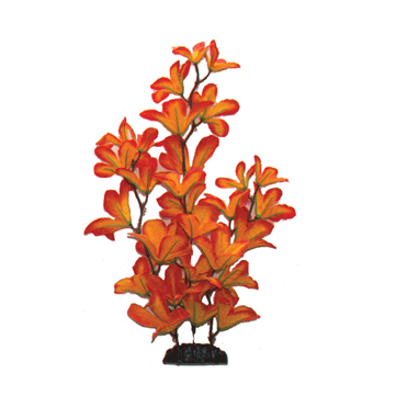 Sunset Macranda Silk Plant 13cm-50cm