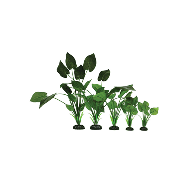 Syngonium Green Silk Plant 13cm-50cm