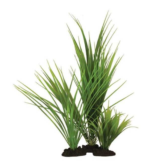 Hugo Kamishi Variegated Rush 13cm-50cm