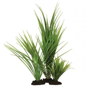 Variegated Rush 13cm-50cm