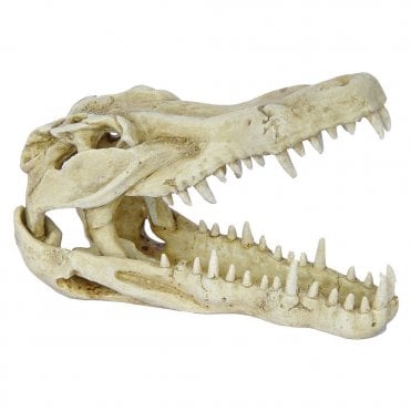 Hugo Rhino Skull