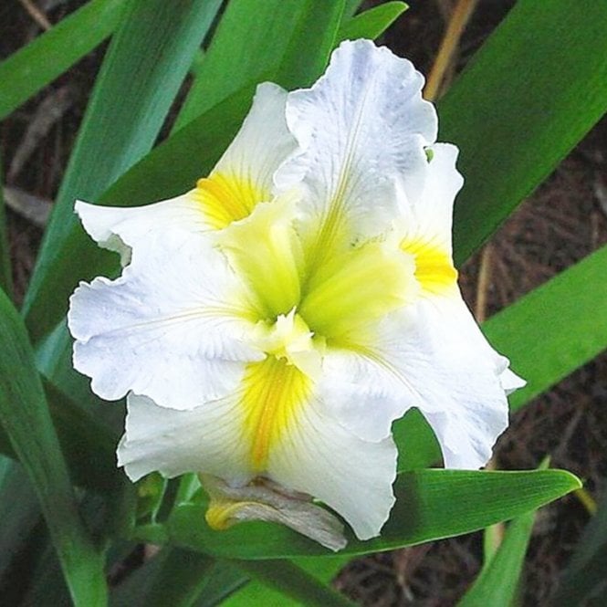 Iris Louisiana 'Hush Money' Potted