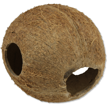 Cocos Cava 1/1M