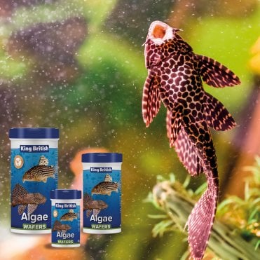 Algae Wafers 40g-200g