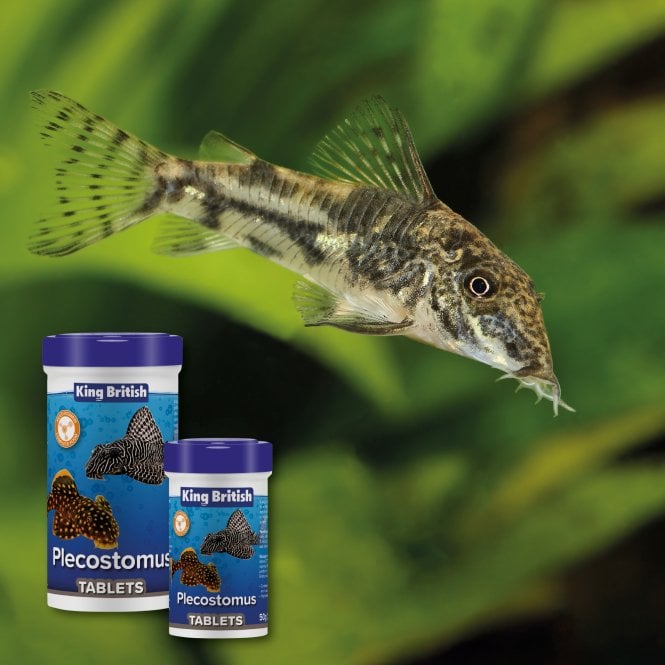 King British Plecostomus Tablet 50g-150g