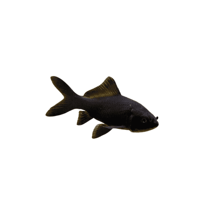 Lincs Aquatics Ltd Black Goldfish