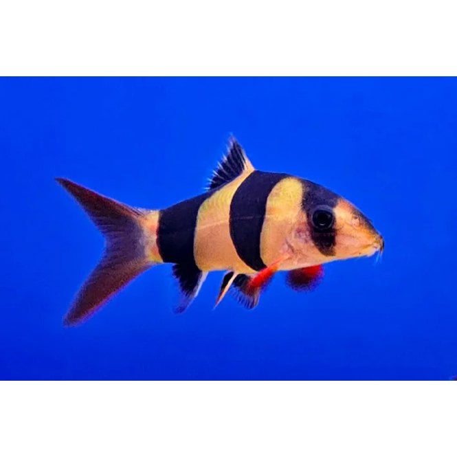 Lincs Aquatics Ltd Clown Loach (Chromobotia Macracanthus)