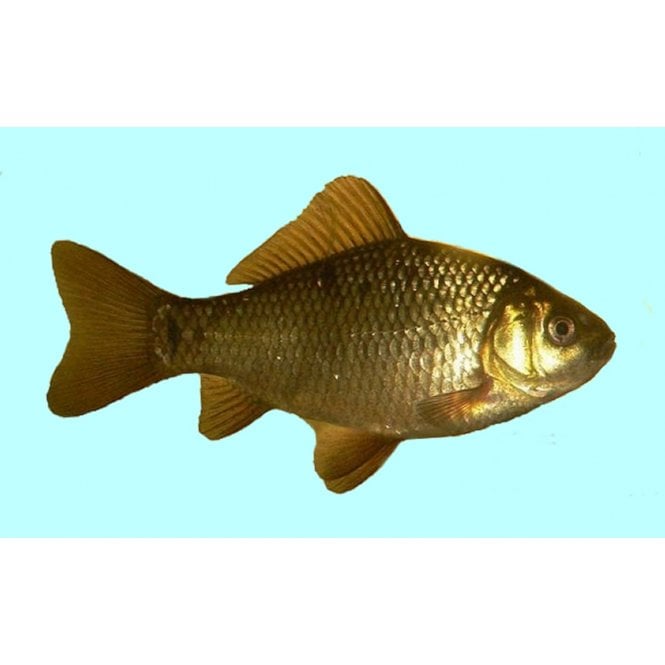 Lincs Aquatics Ltd Crucian Carp (Carassius Carassius)