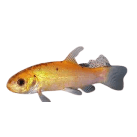 Golden Tench 2-3 Inch