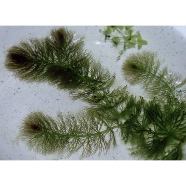 Hornwort Bunch