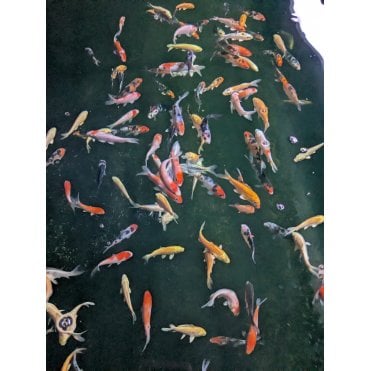 Koi Carp A