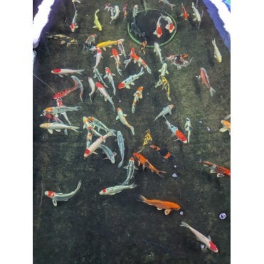 Koi Premium