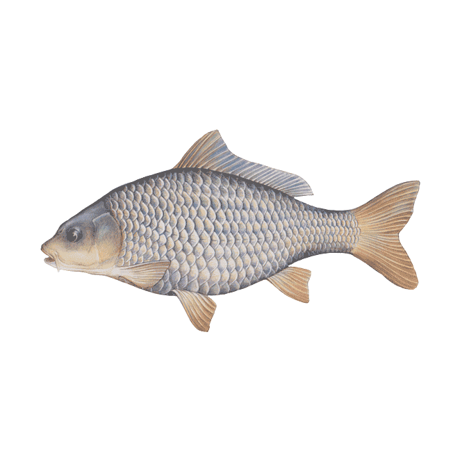 Lincs Aquatics Ltd Mirror Carp